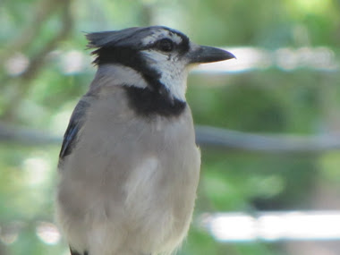 Bluejay - one of the babies from our tree!