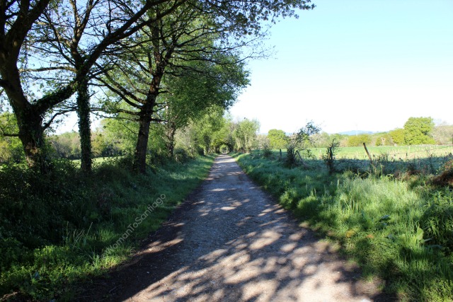 camino-de-santiago-frances-barbadelo-a-mercadoiro-camino
