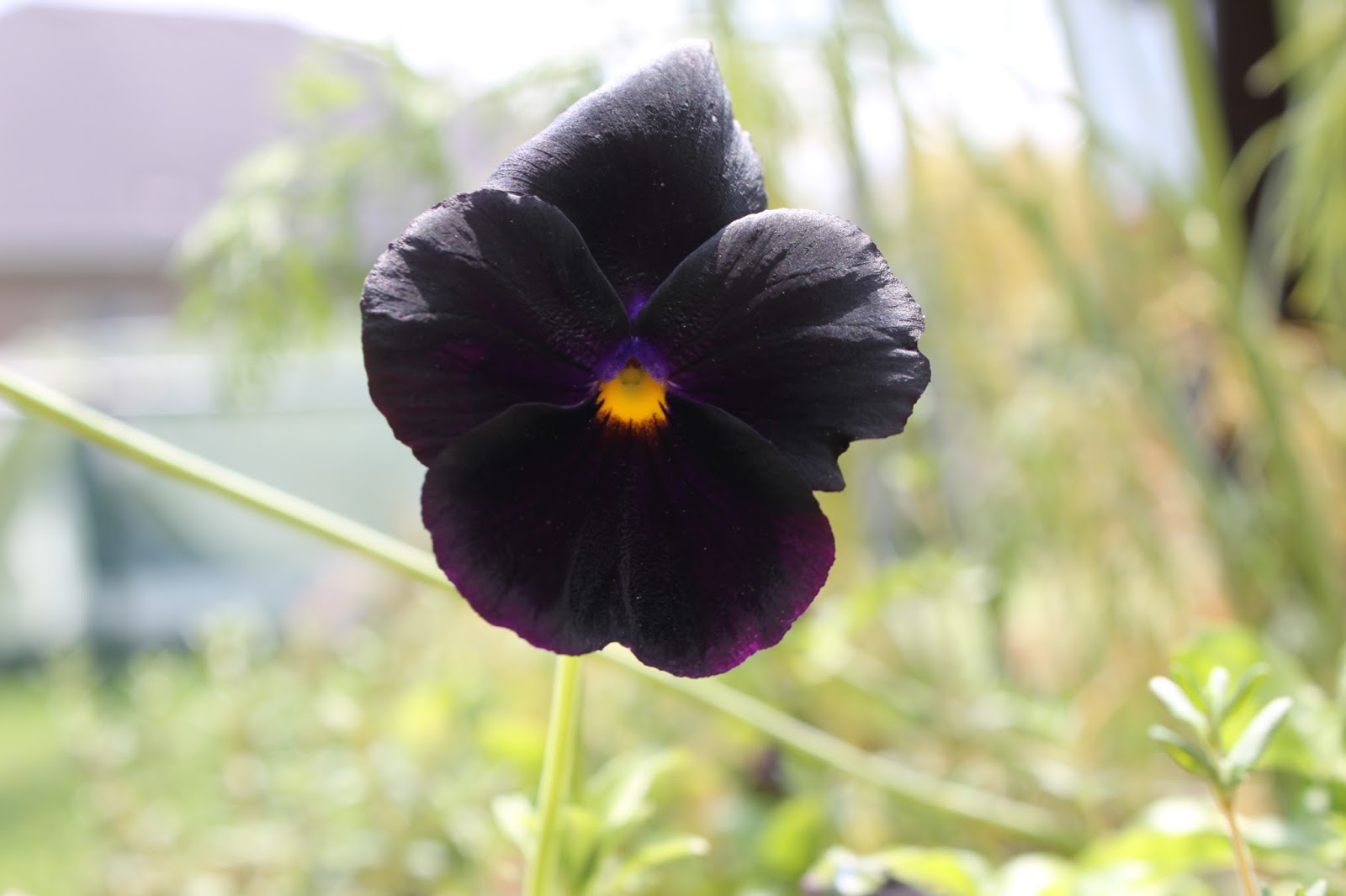 Simpson Eco Farms Edible Flowers ( Pansy's + Johny jump ups + viola