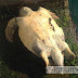 Εντοπίστηκε νεκρή χελώνα καρέτα καρέτα στο λιμάνι Ηγουμενίτσας (+ΦΩΤΟ)