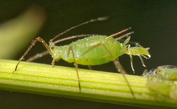 Balkan Ecology Project Aphid Attack