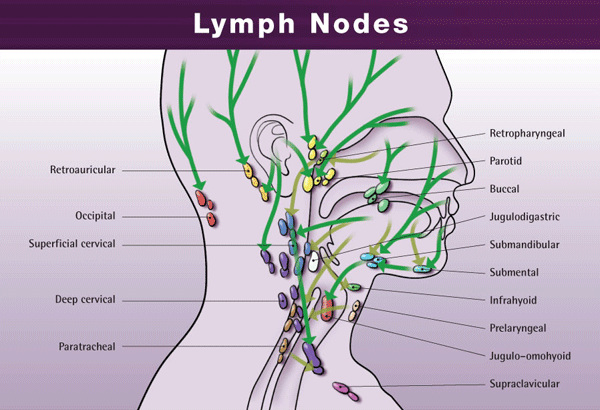 Lymph Node Chart Neck