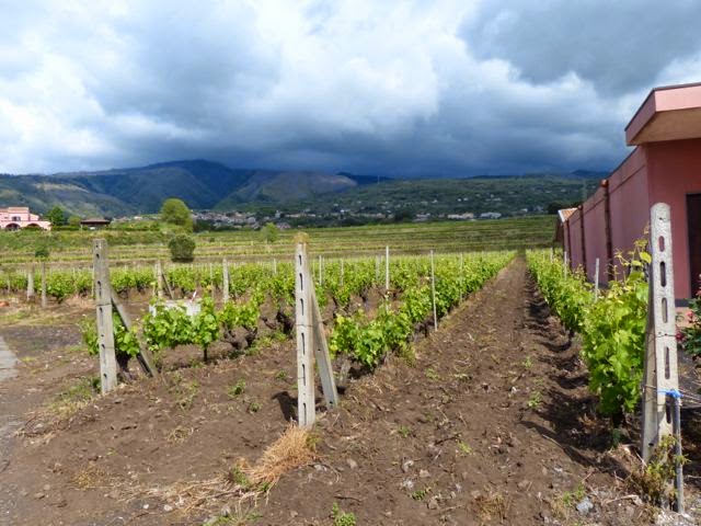 Around the world in a vineyard