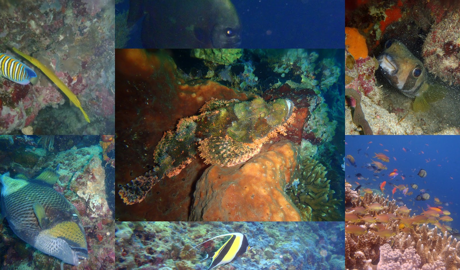 Lisa's on the road: Finding Nemo in Bali