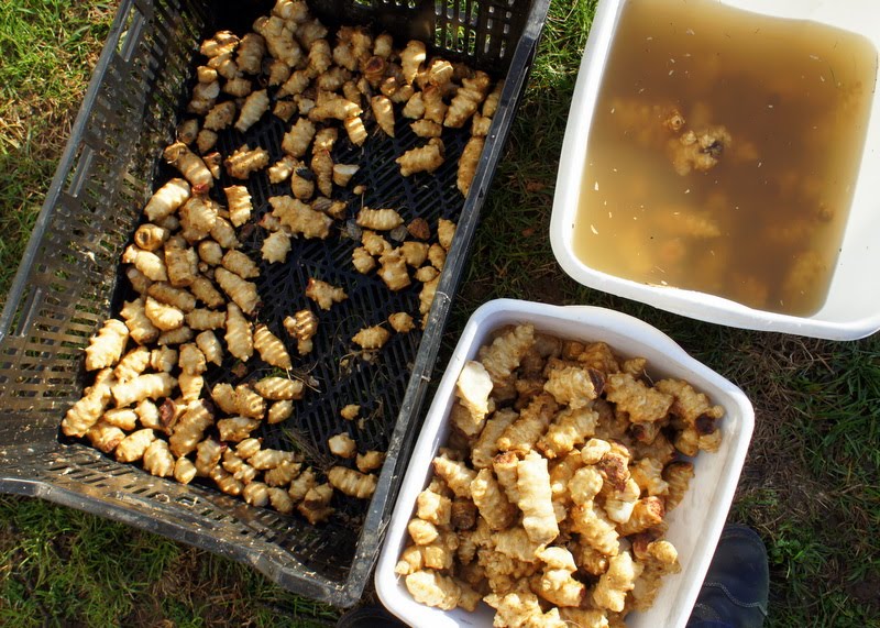 Cuisine Around the World Artichoke Relish