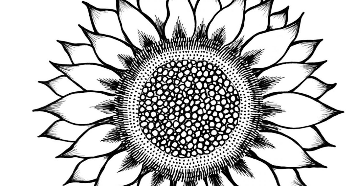 Download Black And White Sunflower Drawing | Wallpapers Gallery