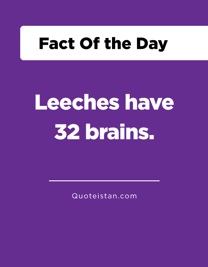 Leeches have 32 brains.