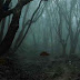 Dark Ancient Forest Escape