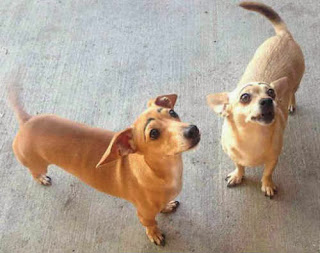 2-caes-com-sobrancelhas