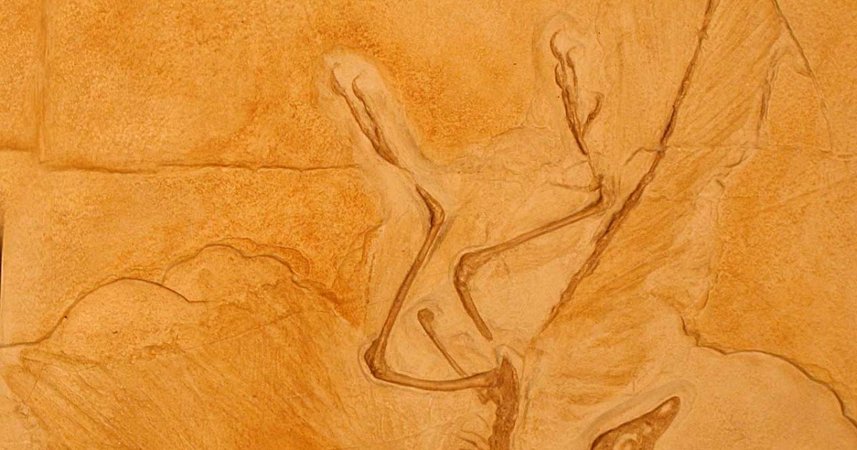 archaeopteryx lithographica fossil