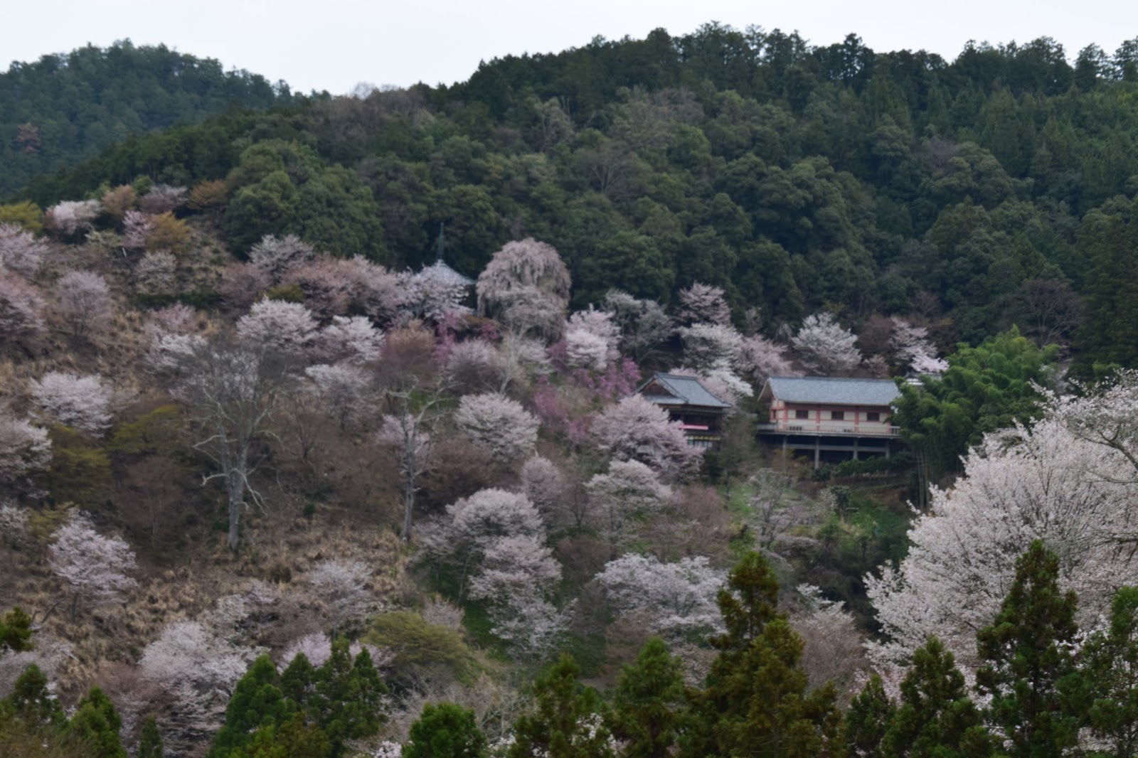 Yoshinoyama view