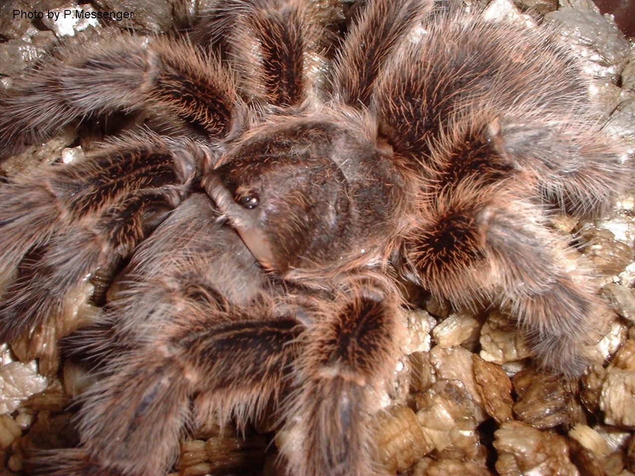 TARANTULAS Alive And Up Close New World Tarantulas