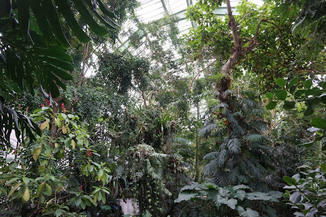 Jardin des Plantes - Serre des forêts tropicales humides