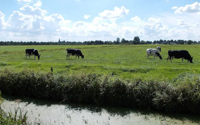 Landschap met Friese koeien in het weiland