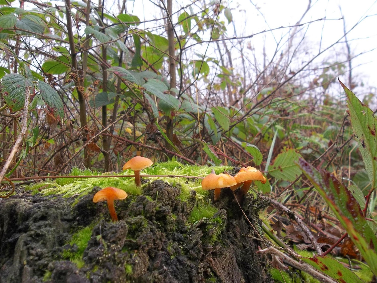 The Flee, Float & Foto Precipitation & Grayling