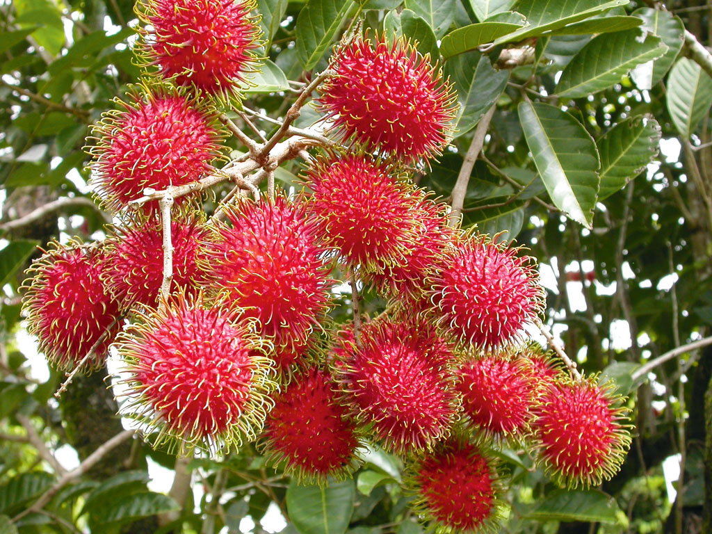 Cara Memperbanyak Tanaman Rambutan | Petani Indonesia