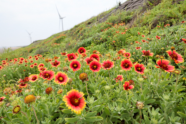 苗栗後龍海角樂園海邊賞天人菊、大風車、彩虹造景,美照好好拍 苗栗後龍海角樂園海邊賞天人菊、大風車、彩虹造景,美照好好拍