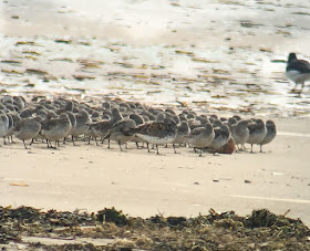 Great Knot - Titchwell RSPB, Norfolk