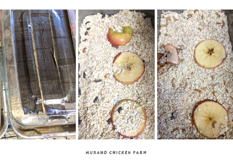 Raising mealworms for free chicken feed Murano Chicken Farm