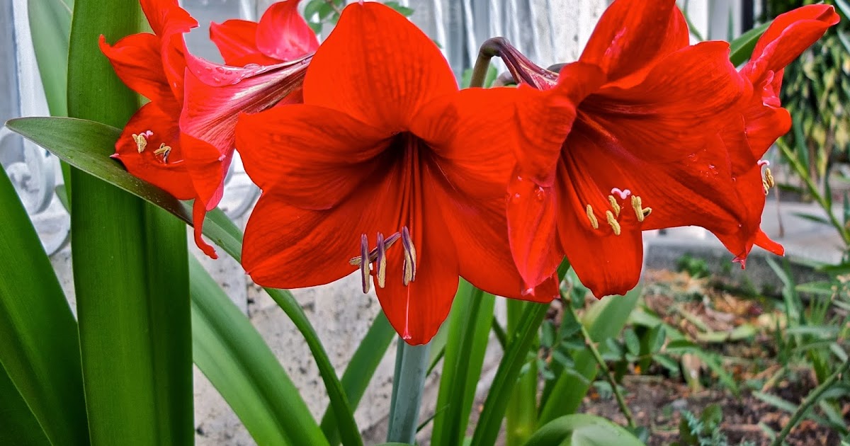 Esencias Florales Del Quindío elaboradas por Hunab Ku: LIRIO ROJO