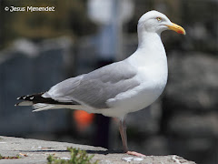 (Larus argentatus argenteus)European herring gull / Gavita argentea / Kaio hauskara