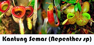 Gambar Kantung Semar (Nepenthes sp)