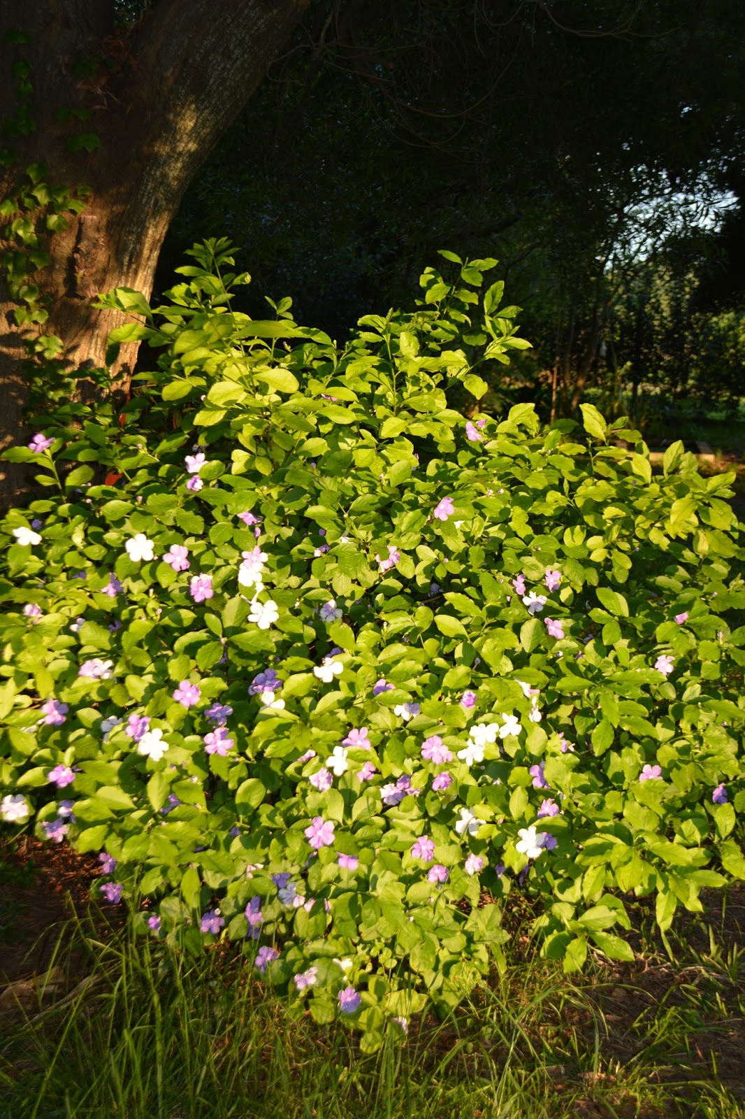Jazmín paraguayo. Brunfelsia pauciflora. Jazmín de flor violeta y blanca.  Resistente fríos.
