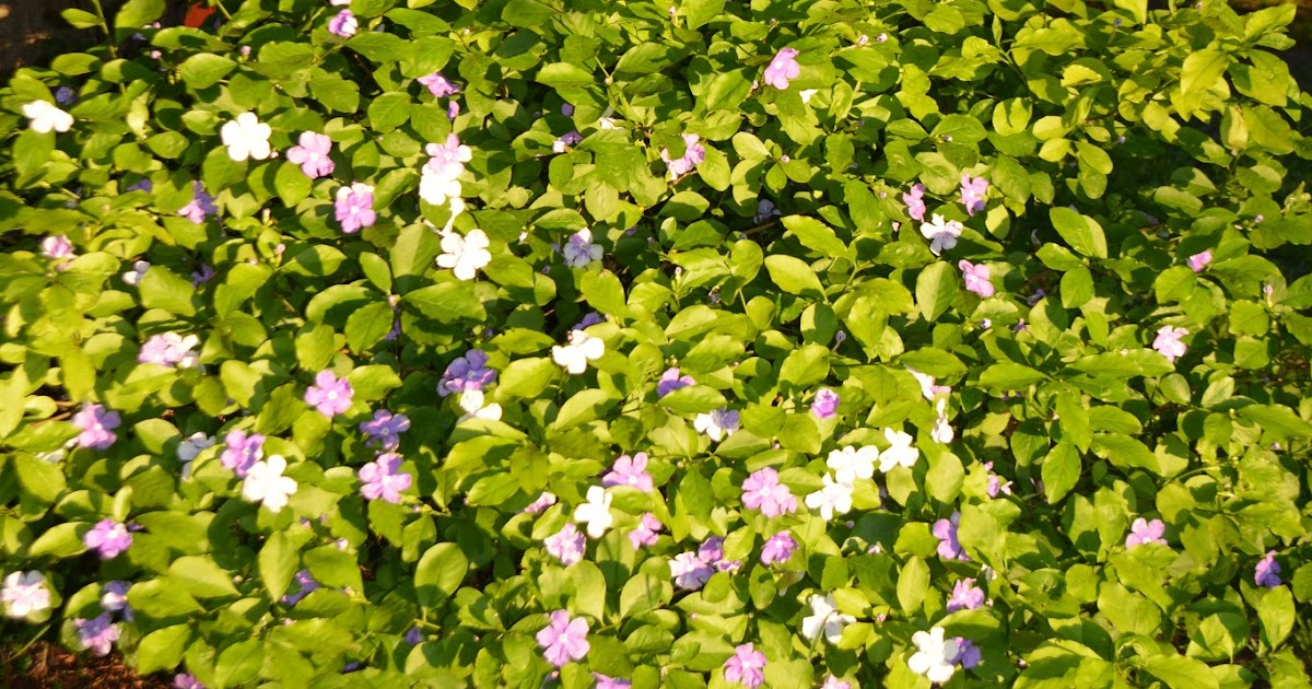 Jazmín paraguayo. Brunfelsia pauciflora. Jazmín de flor violeta y