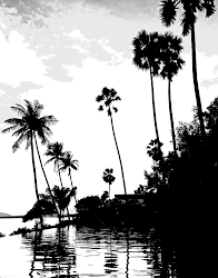 silhouettes palm trees coconut tree tall water palms august