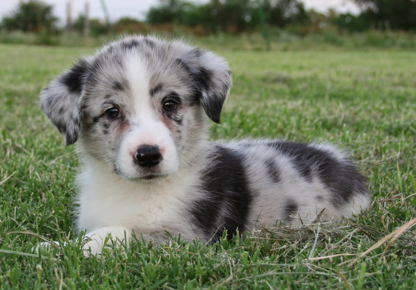 Sadie Bug's Auggie Puppies