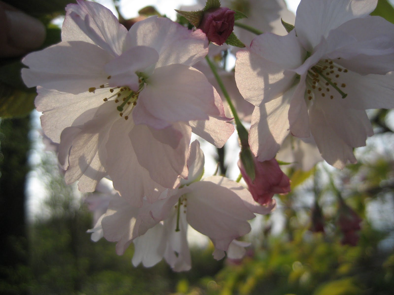 My Cassarific Blog: Silver Bells and Cockle Shells