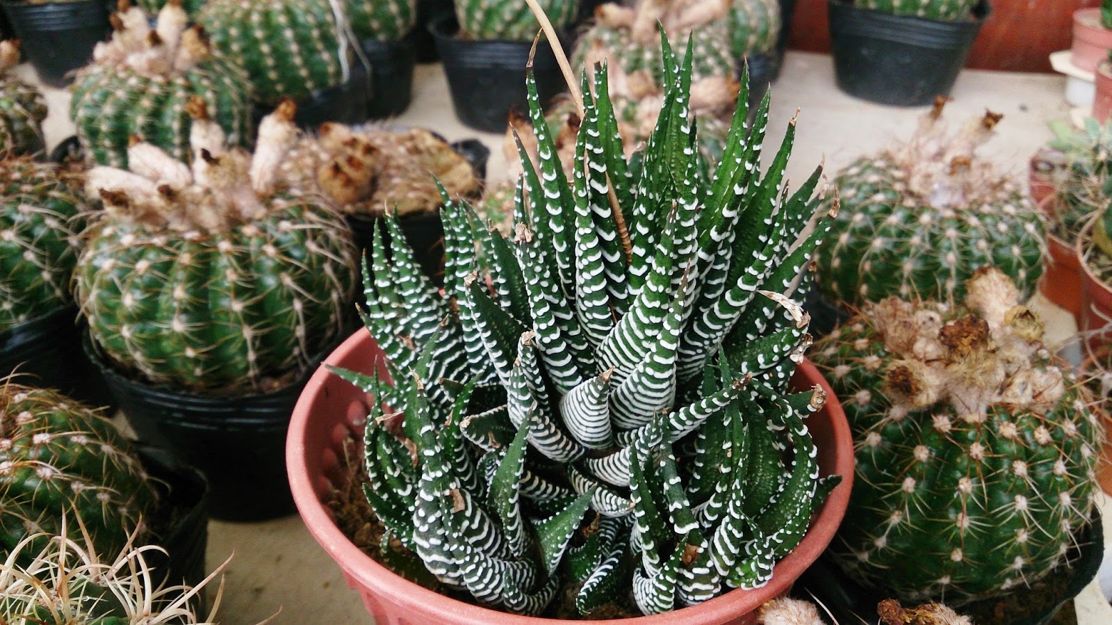 How to propagate Haworthia Commonly called Zebra Plant Succulent