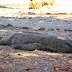 Meet Wild Komodo in Rinca Island