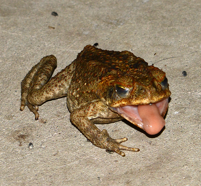 Ужасные лягушки. Самая страшная жаба в мире.