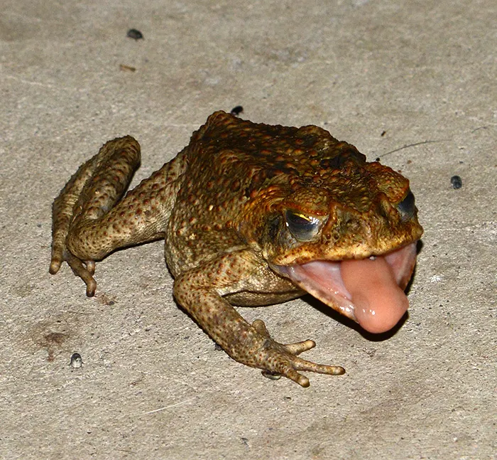Cane toad about to launch its tongue