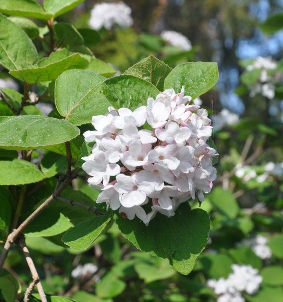 Three Dogs in a Garden A Dry Shade Garden