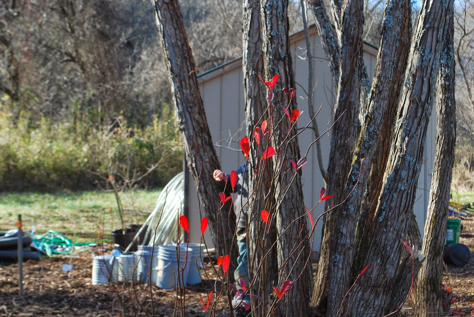 Cullowhee Community Garden