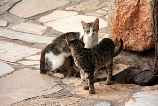 Cats of Athens Greece