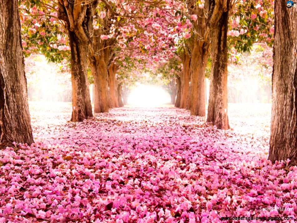 Cherry Blossom Wallpaper Widescreen