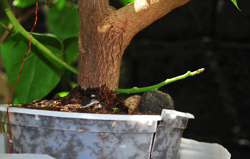 Air Layering and Thread Grafting Bougainvillea Bonsai Cutting 7