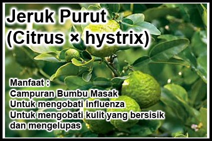 NAMA - NAMA TANAMAN OBAT HERBAL ( UNTUK STIKER TANAMAN )