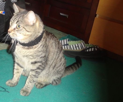 100 Ways To Be Creative: Knit Something Your Cat Can Wear