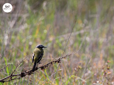 Labandeta boyera (Motacilla flava)