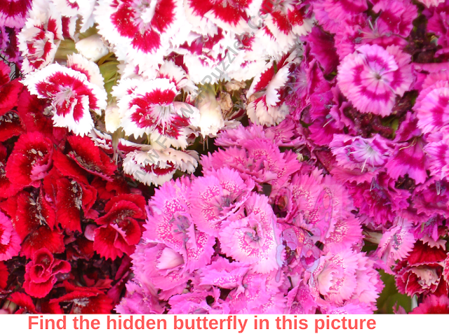 Hidden Butterfly Picture Puzzle
