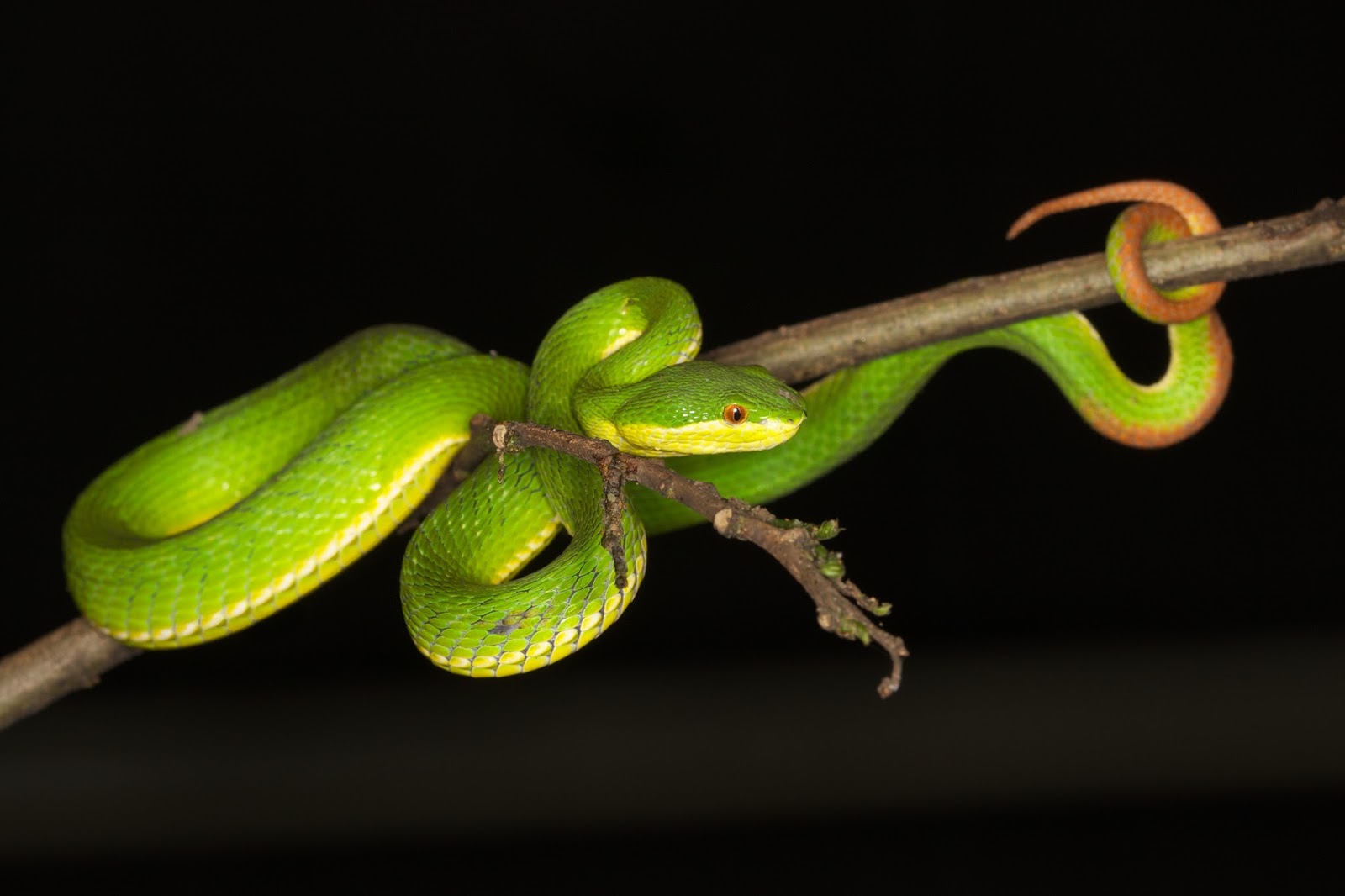 beeNinja Tree Vipers