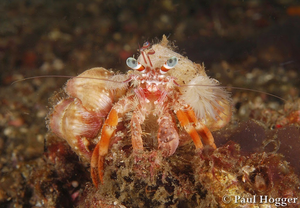 Краб декоратор. Краб маскируется. Краб декоратор фото. Крабы в морском аквариуме. Фотографии краба декоратора.
