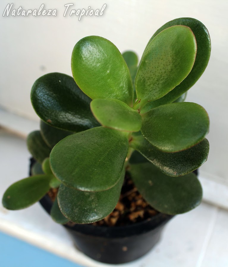 Árbol de Jade o Árbol del Dinero en maceta plástica, Crassula ovata