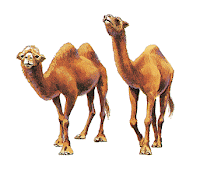 soluzione indovinello cammelli