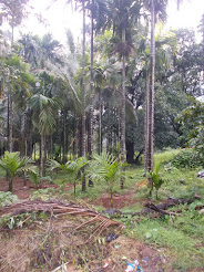 Beetel nut plantation (Supari) in the forest official's village.