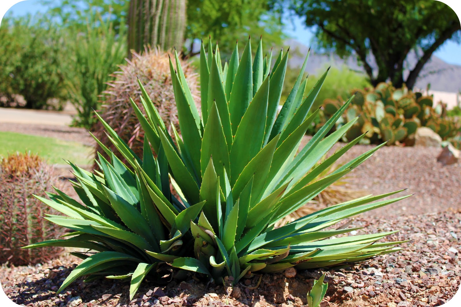 Aloe vera plant arizona